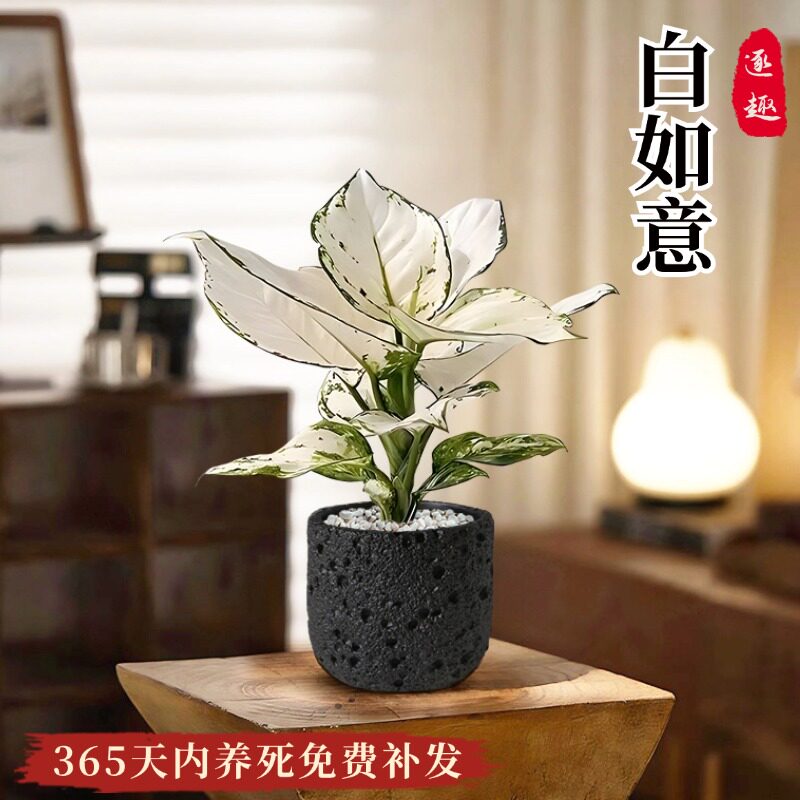 速发白如意观叶植物办公室内桌面小盆栽发财树四季好养绿吸植甲醛