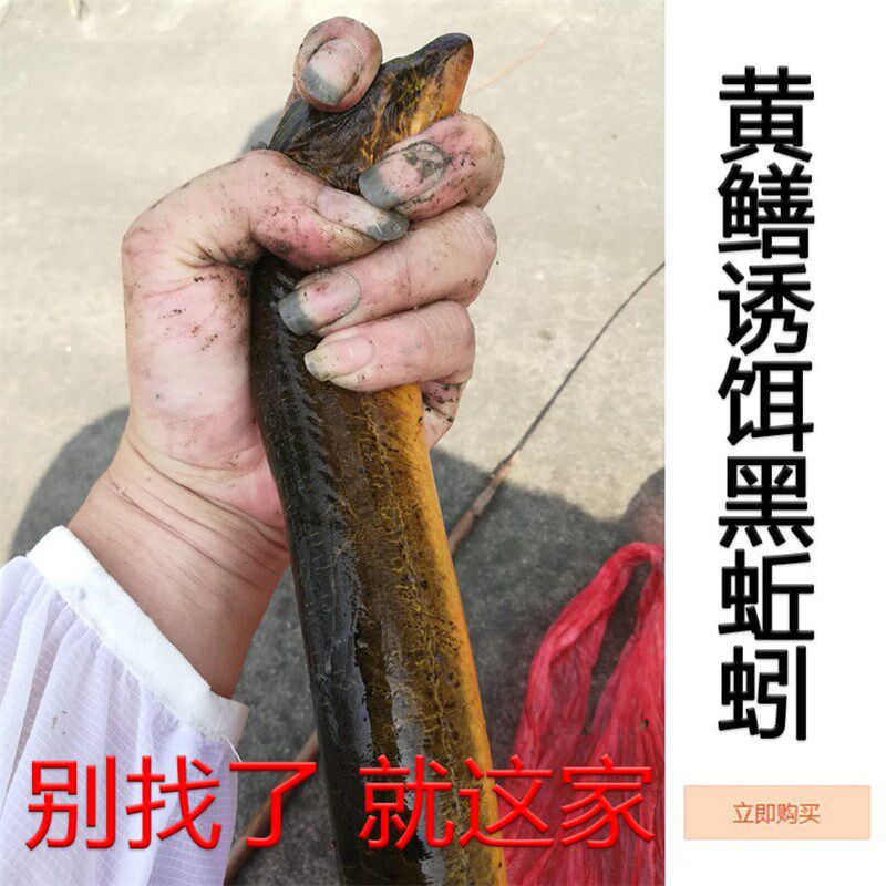 速发黑蚯蚓青蚯蚓黄蚯大蚓鳝诱饵钓黄鳝垂钓钓鱼