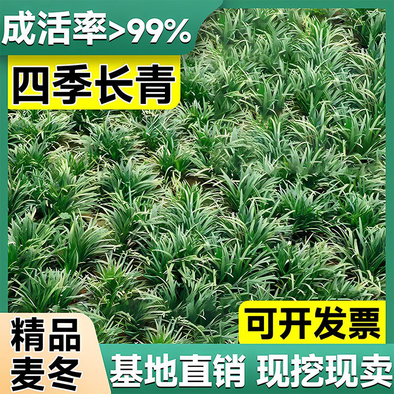 速发矮麦冬草苗玉麦寒耐草别墅庭院园林绿化草坪植物带土细叶龙冬