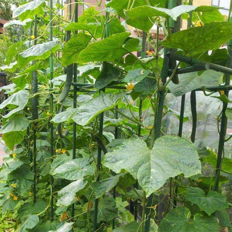 极速铁艺拱门爬藤架m月季捆绑球兰玫瑰兰花固定杆爬藤网瓜棚植物