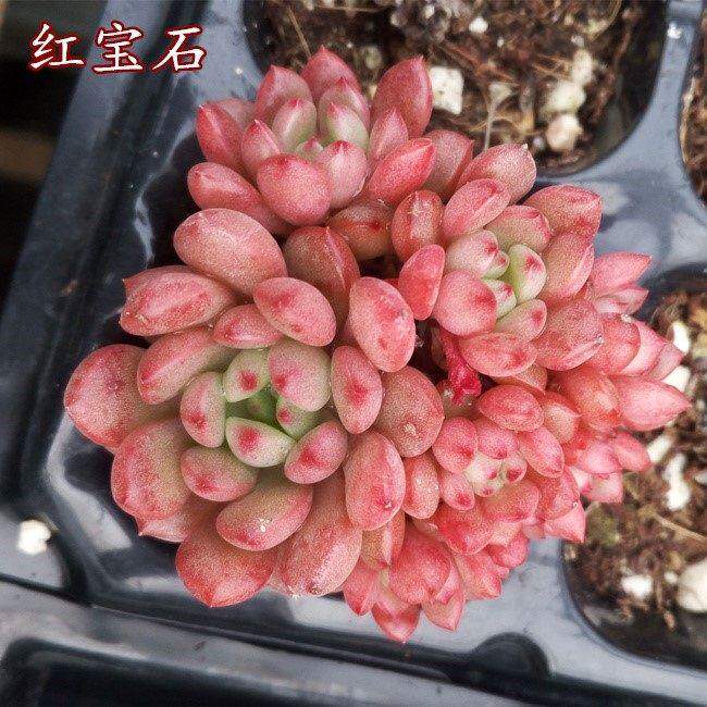 极速多肉植物老i桩新款群生桃蛋小老桩多肉植物葡萄爆盆多头四季