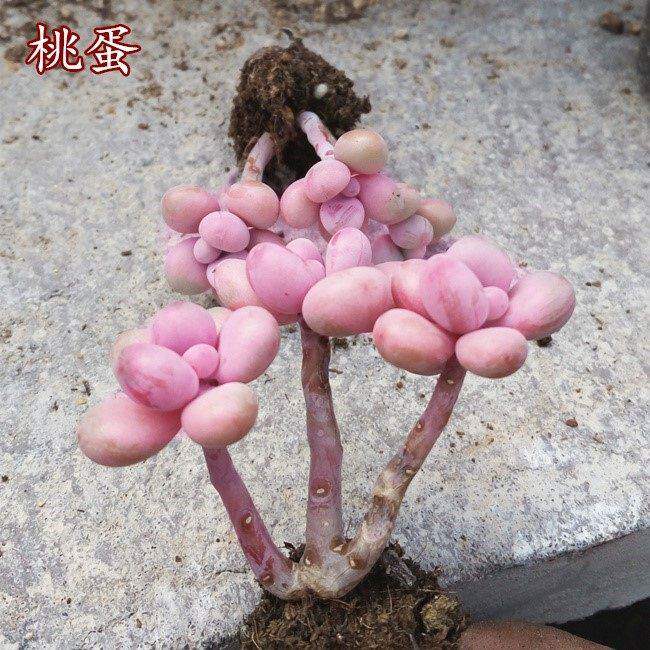 极速多肉植物老桩新款群生桃蛋小老桩多I肉植物葡萄爆盆多头四季