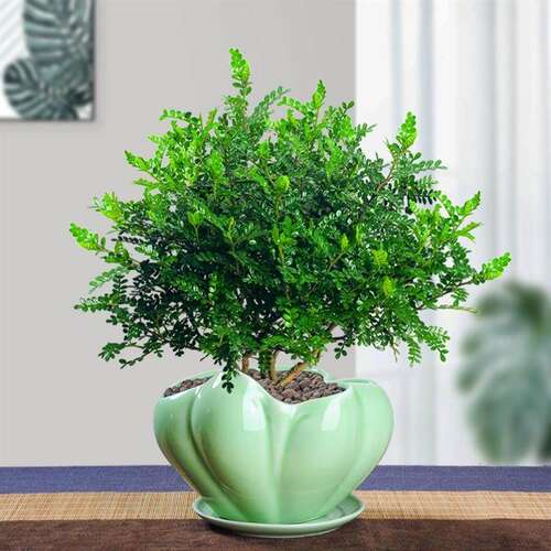 极速防赶熏蚊子的植n物熏蚊草蚊子怕的除蚊植物祛区去文草驱蚊驱
