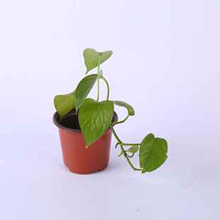 极速100pcs Succulents Reusable BalconHy Container Transplant