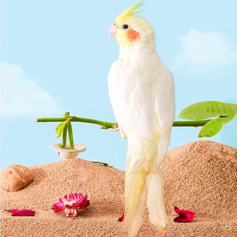 极速鹦鹉粪便垫料核桃砂玉米芯鸟沙鸟笼垫纸屎垫T托盘窝用品非一,宠物/宠物食品及用品,鸟禽垫料,淘宝优惠券,粉丝福利购,淘宝优惠卷