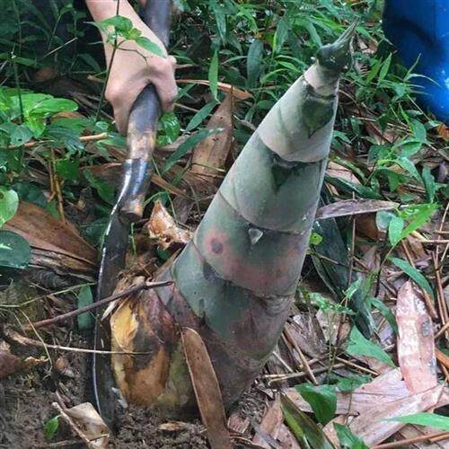 极速麻竹苗裸根包邮大型庭院丛生竹子苗J竹鼠食物甜竹苗西牛竹笋