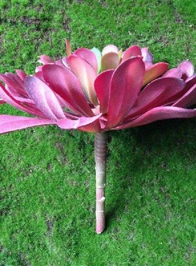 极速NuoNuoWell x Aeonium 	BLACK ROSE&#T9; Gorgeou