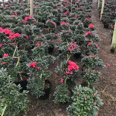 极速造型游龙杜鹃花盆栽盆v景室内室外绿植花卉杨梅红樱桃红西玛