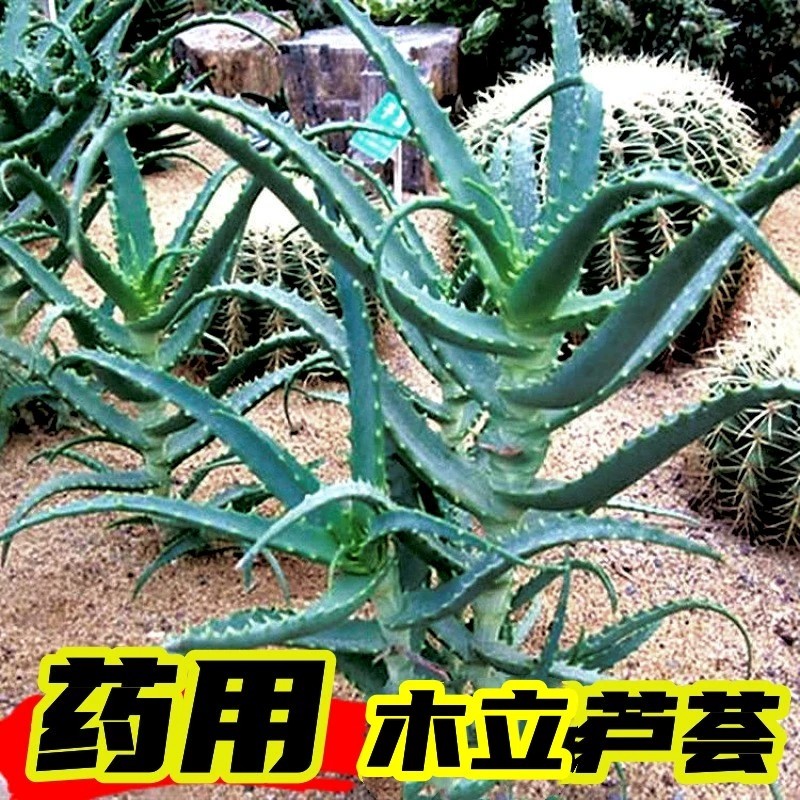 木立芦荟植d物盆栽龙爪菊芦荟盆栽龙爪食用药用芦荟鲜叶片美容