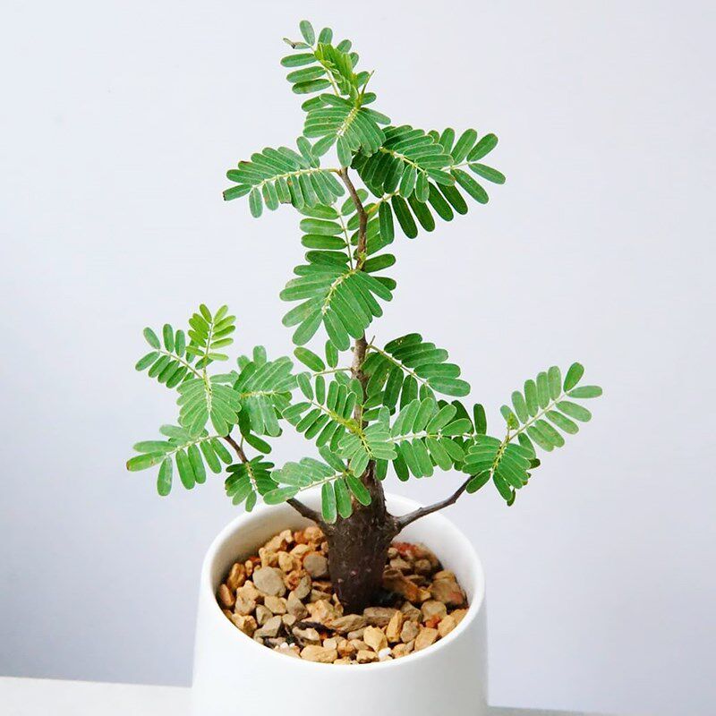 沙漠苏木块根精品控养老桩多肉植t物一物一拍SENNA meridionalis