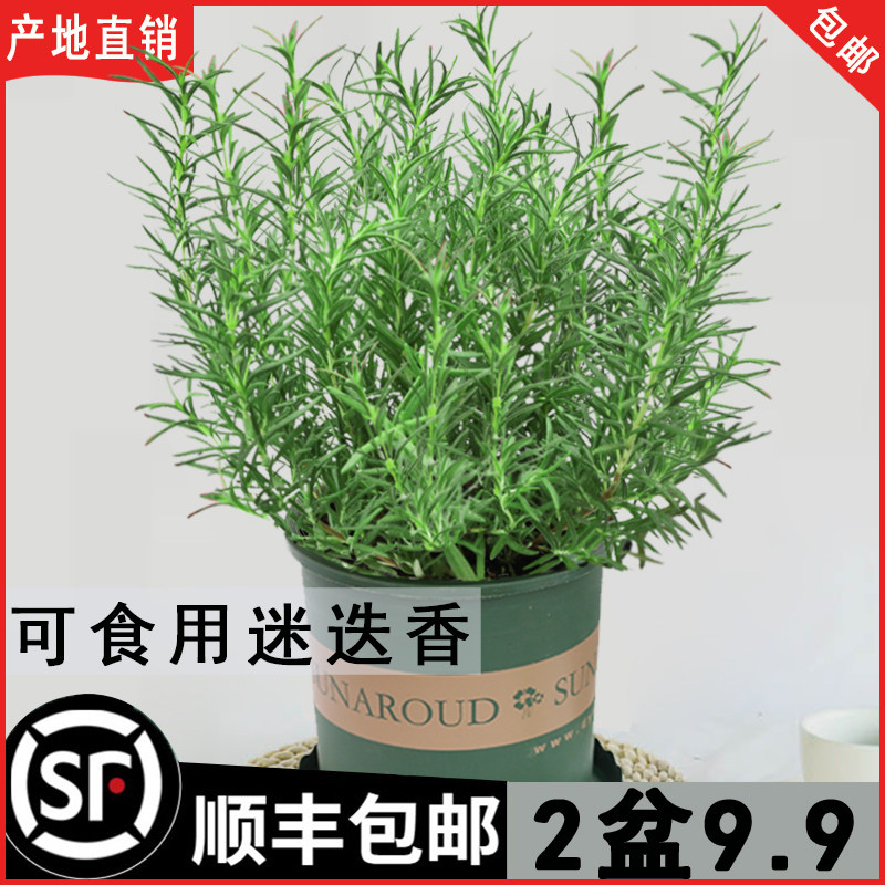 迷迭香盆栽牛排用百里香可食用薄荷叶紫苏新鲜罗勒U苗香草植物调