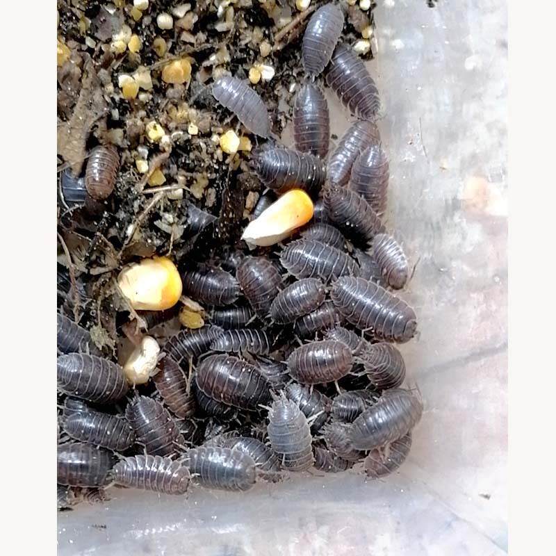 现货速发包活鼠妇虫西瓜虫活虫潮气虫湿虫昆虫爬宠生物实验套餐