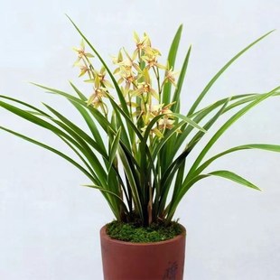 速发建兰四花兰小桃红兰花苗季带苞浓香型花卉金丝马尾玉素室内盆