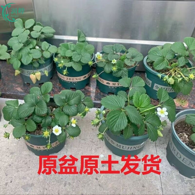 速发盆栽草莓莓四季奶油草原苗原盆莓土草苗苗南北方台庭院草莓秧
