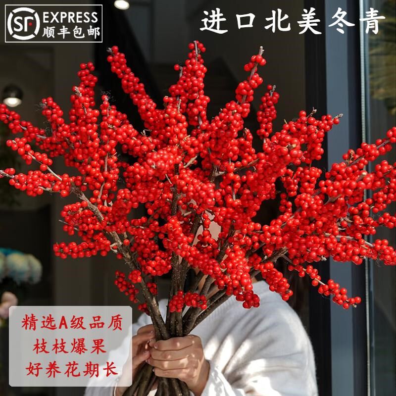 速发北发冬青鲜切枝美财红果果真花室内水培植物云南基地直发