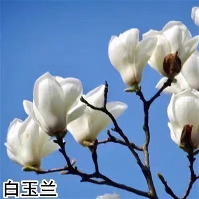 速发玉兰花盆栽紫玉兰红白黄玉兰植北方种南庭院耐植寒物花卉