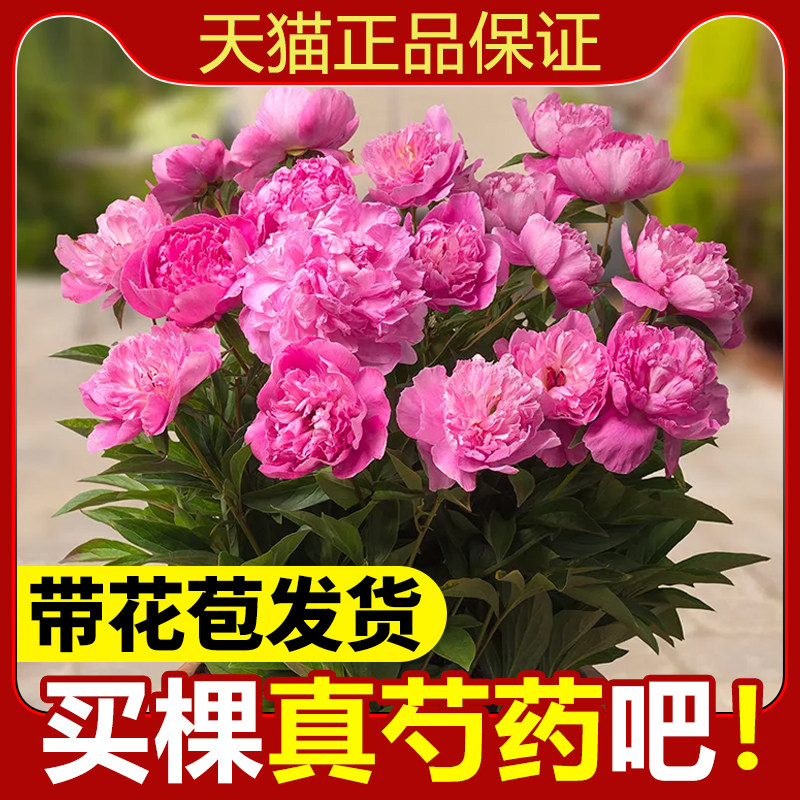 速发芍药花苗重瓣带芽大苗四季开花盆台庭院牡丹栽种根卉花植物