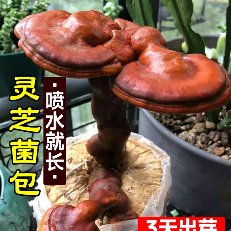 速发灵芝菌包蘑平种植芝菌种可食用新鲜菇菇室内台家庭自种灵包盆