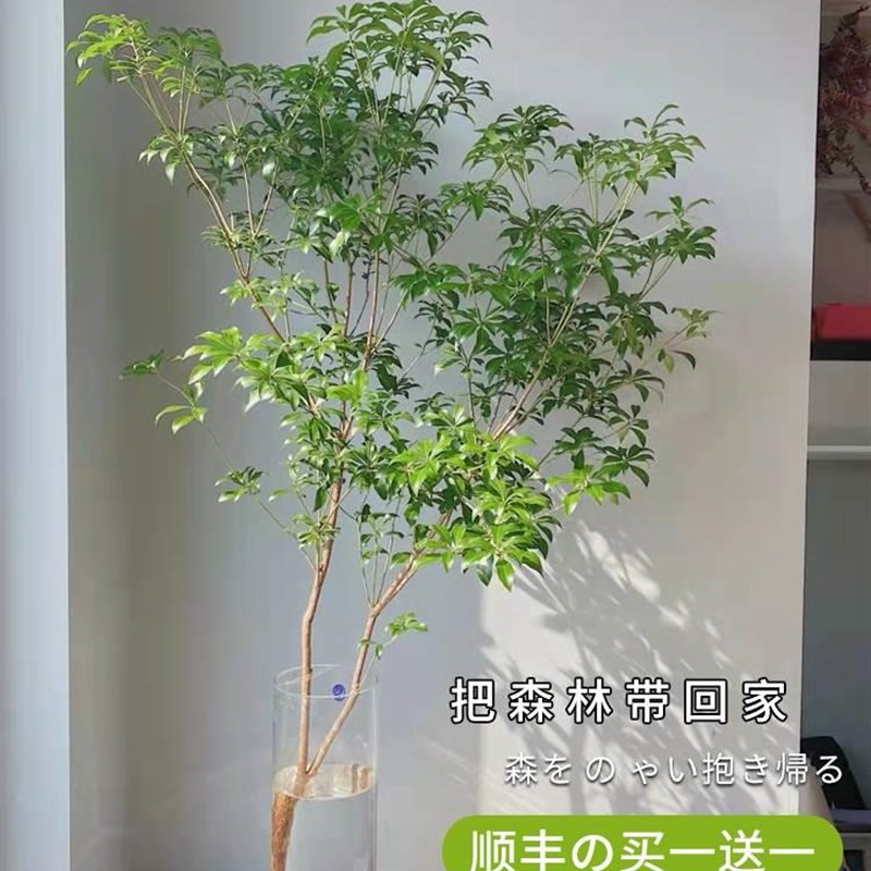 速发马醉马培植物鲜切枝条盆栽活植木树室厅内水醉木小绿吊钟