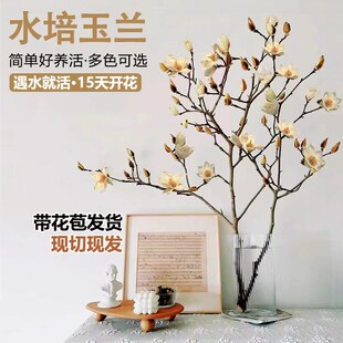 速发白玉兰紫玉兰苞栽绿植水培植物香柳带花盆室内桌面好养浓雪型