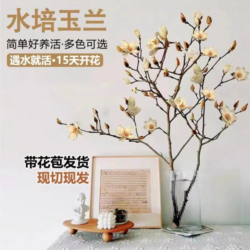 速发白玉兰紫玉兰苞栽绿植水培植物香柳带花盆室内桌面好养浓雪型