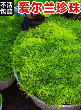 速发爱护兰珍珠草苔藓金海铺庭院常绿地被植物岸面台绿植盆栽尔盆