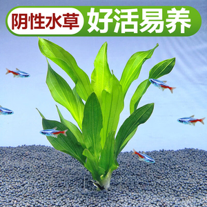 速发大叶绿九冠水草植法古物缸鱼缸造你迷景九冠阴性新手真草好养