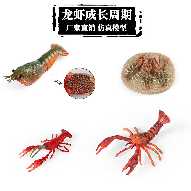 速发儿童虾氏教育迷你海洋小动物模型实长小龙蒙成心周期玩具