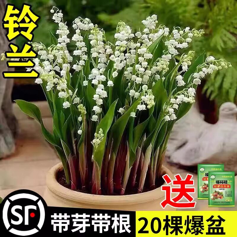 速发铃兰外苗盆带耐寒植物栽花苞种球四季开室内花台好养花卉绿植
