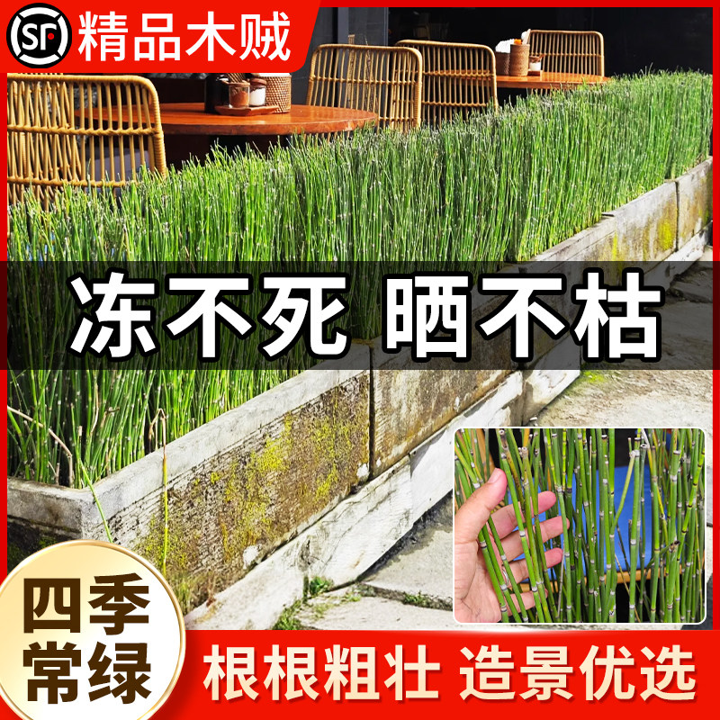 速发节节草盆栽木四笔管池塘水生植物院庭花园造景高级感贼季花镜