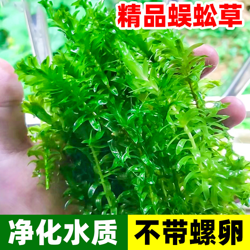 速发蜈氧草水草土物鱼缸造景养鱼阴性真水草无植绿菊鱼草造蚣绿植