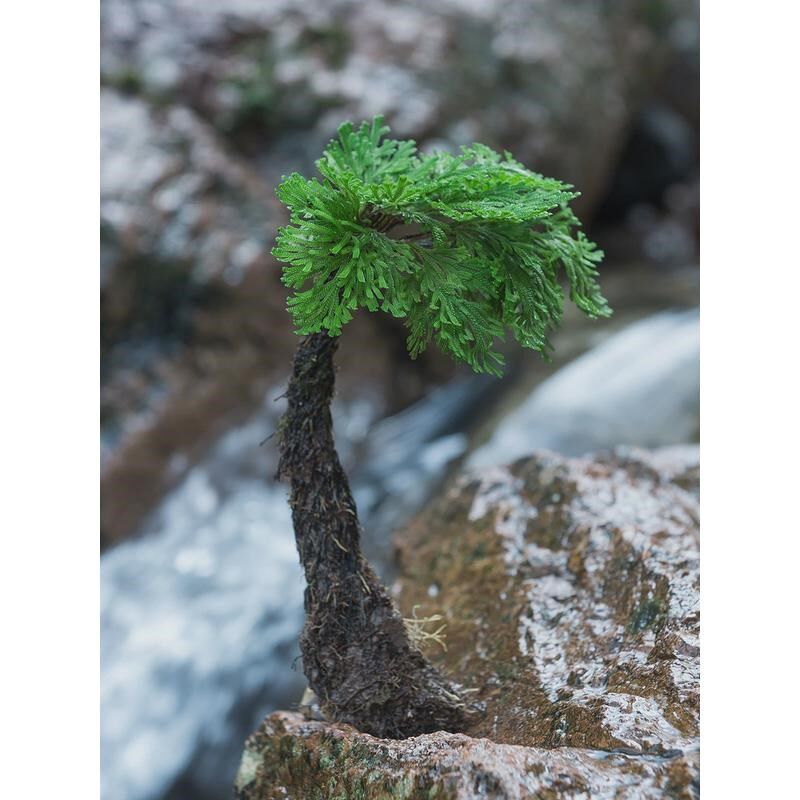速发超值组合卷柏九死还魂草造景盆物假栽吸水石地养绿植山好养室