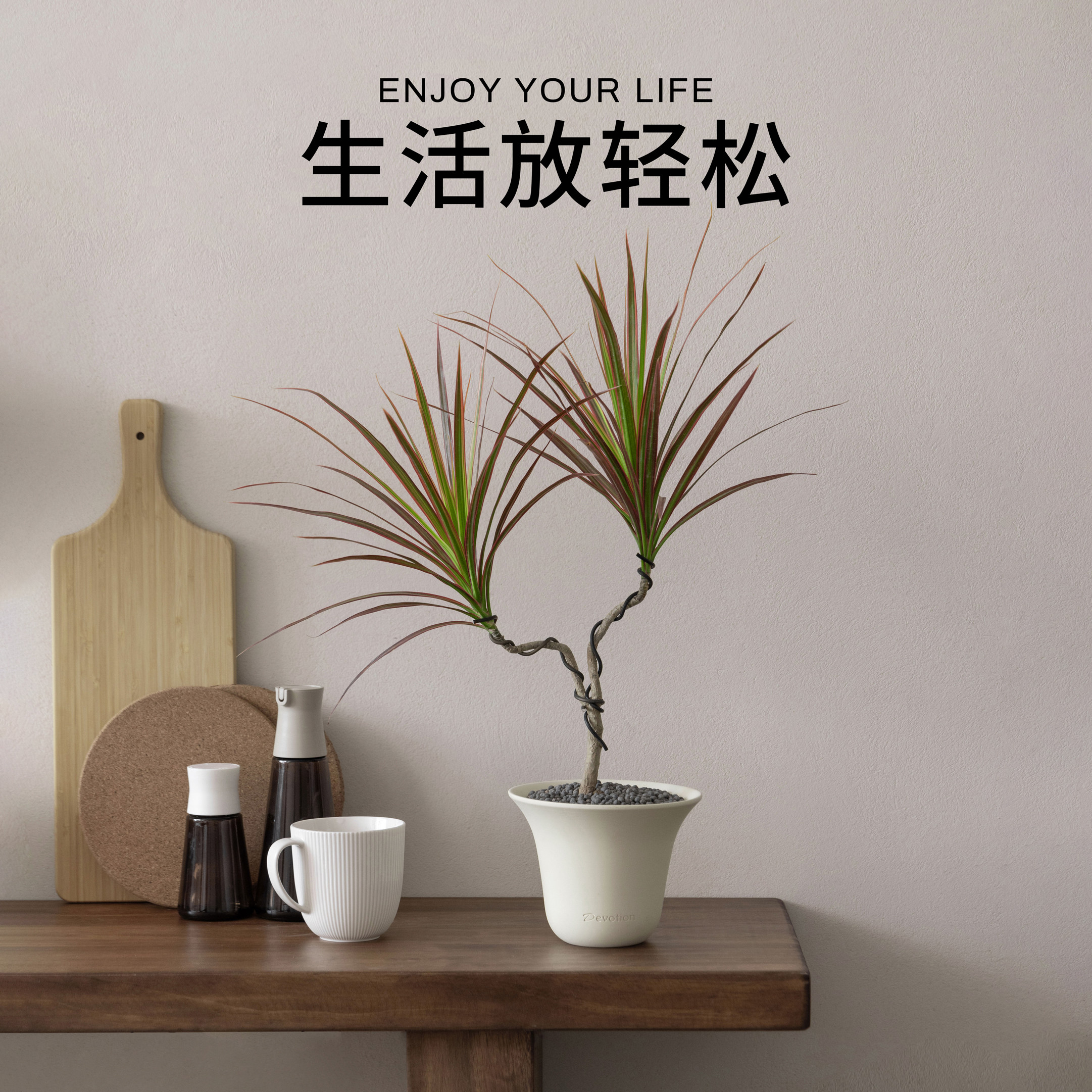 速发七桌铁千年木客厅绿植盆栽室内老桩小彩面四血树龙季常青植物