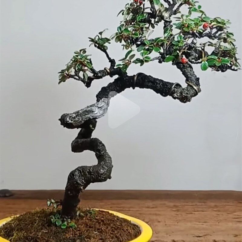 速发台小盆景珍珠米叶荀 地白紫檀铺子蜈蚣盆栽栒子四季常青观果