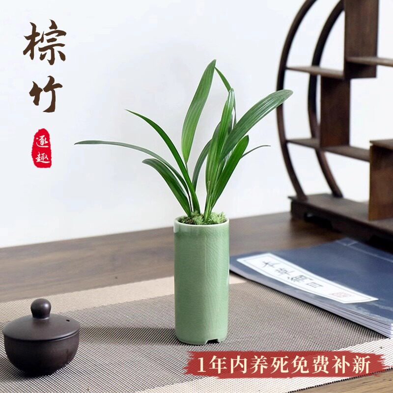 速发棕竹盆栽办公室花面绿植好养物室内盆景植活桌九里香鸭脚木竹