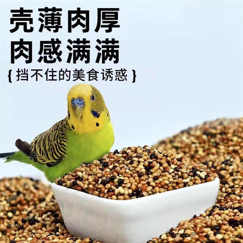 现货大头七彩文i鸟芙蓉鸟金丝雀鸟珍珠鸟芙蓉鸟玉鸟食混合鸟食鸟
