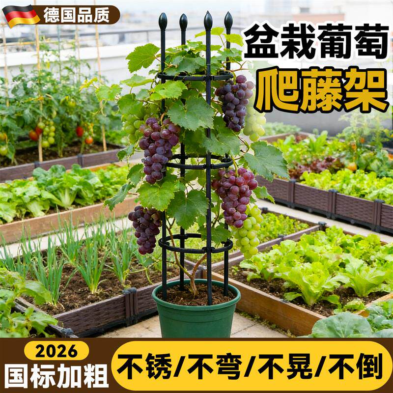 速发葡萄盆栽爬藤架黄瓜西红柿支架子阳台楼顶种菜架子辣椒花盆支