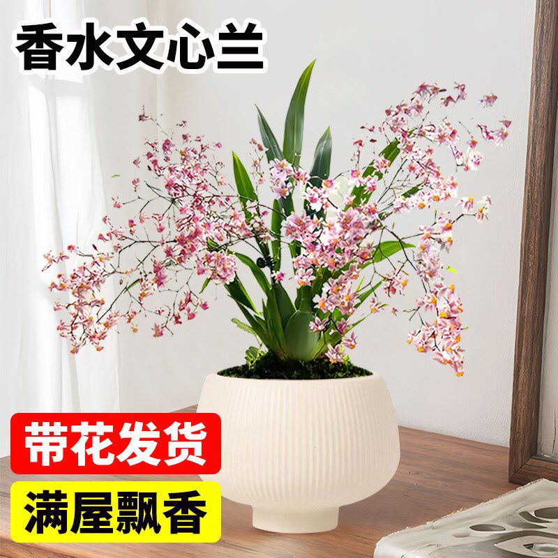 速发文心兰梦香兰蝴蝶兰室内桌面盆栽兰花带花发货型香浓四季好养