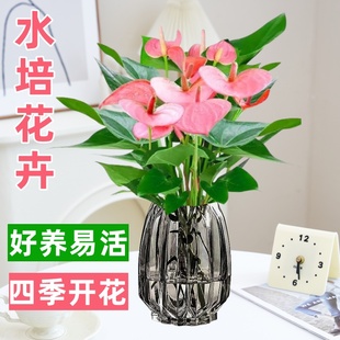 速发粉级盆栽水宅植物室内好养易活花卉四季红掌绿植高掌感客厅旺