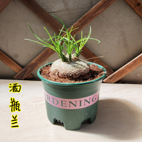 速发酒瓶兰人室兰花迷你创意办公桌盆景绿植栽内懒盆花卉耐旱植物