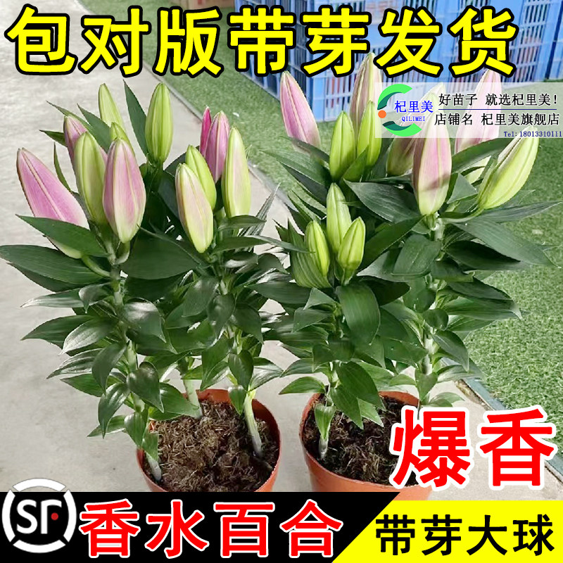 速发重瓣百栽花种球卉合香雪兰花盆绿植物室内四季开花郁金香