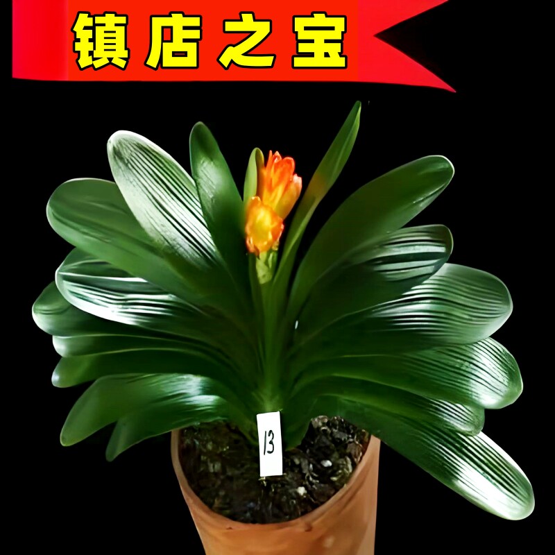 速发君子兰盆栽老苗好季四养多肉花卉花带苞绿植物室内圆头和尚大