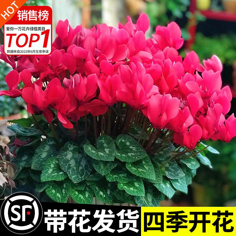 速发仙兔来盆栽花苗耳客花四季开花耐寒好养大花台室内花卉蝶衣花