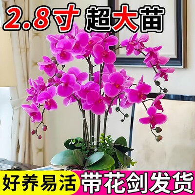 速发蝴蝶兰花厅带花剑带花花盆栽兰苞大苗客苗室内植物花卉四季好