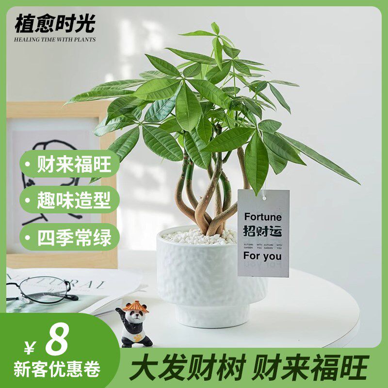 速发【五福发】树财办公室送植盆栽四季好养室内桌面奇趣植物绿礼