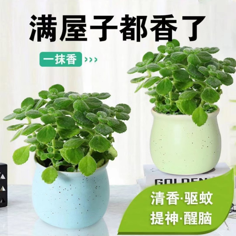 速发碰碰香盆栽驱食植绿植可蚊提神香喷喷多肉用物花卉净化空气一