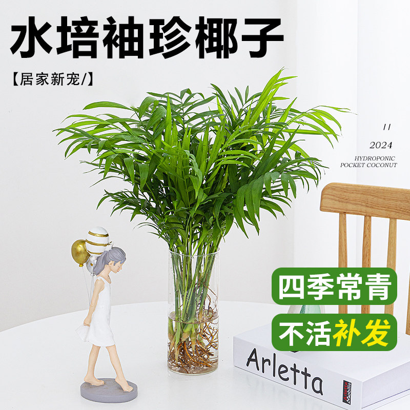 速发袖珍椰子水培竹物富贵椰子凤尾植客厅办公室内盆好绿植栽养活