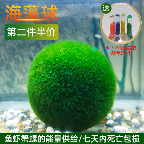 速发景意球微海观生态瓶鱼缸室内桌面水培创藻迷你植物水生绿球藻