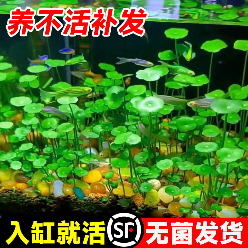 速发铜钱鱼草缸水盆水草水栽大叶水培植物铜钱草好花培植物金钱草