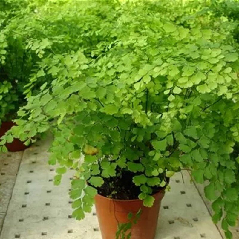 速发绿植花卉耐线水培 铁阴蕨盆栽铁生草多年丝常绿草本观叶绿植